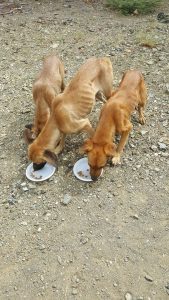 14233168_10154351448915170_985722269983448892_n