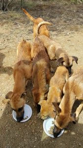 14331788_10154359061605170_705977271_n