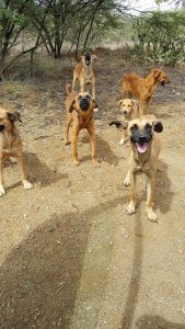 14341403_10154359061825170_227346732_n