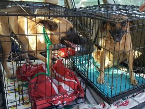 14543373_10209220472923775_685422894_n