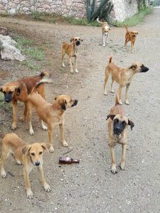 14555835_10209188774331330_1269048498_n