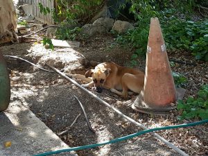 14607947_10209249646893106_343112823_n