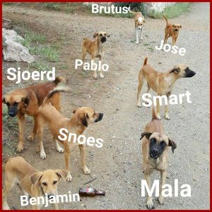 14608081_10209252312479744_1708672386_n