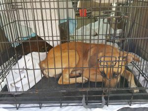 14608108_10209251831667724_487400581_n