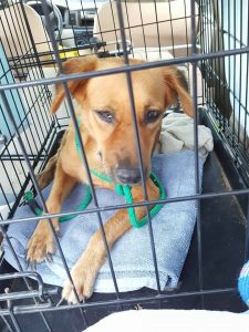 14620019_10209251929590172_1561081413_n