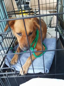 14657643_10209251929550171_2139257485_n