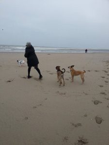 11072258_821101327937091_300531507_n