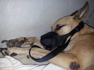 12375346_10206946004703491_1914033765_o