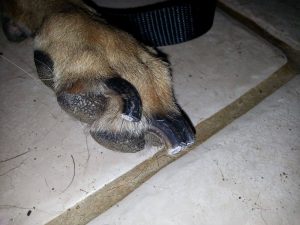 12375567_10206946004303481_1297142842_o