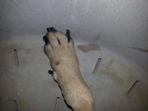 12380712_10206946004543487_1432169301_o