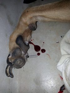 12394814_10206946004463485_1196524904_o