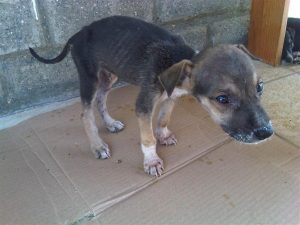 IMG00679-20121124-1506 (Medium)