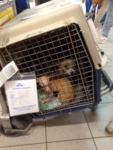 10599488_389268037931755_4840464189204413612_n