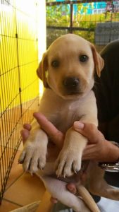 11140365_385186468339912_1512806550331809376_n