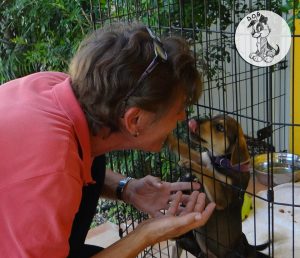 11252398_389043241287568_4334839856266926240_n