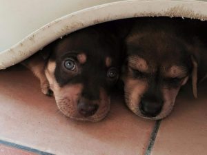 11267678_385183775006848_6939489054112307721_n