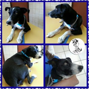 11742840_410647859127106_1320549515462822405_n