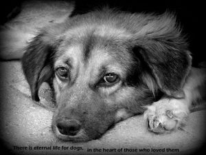 11813342_10206102804464012_3379452008402610237_n