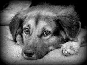 11836923_414065198785372_4969985570310618732_n