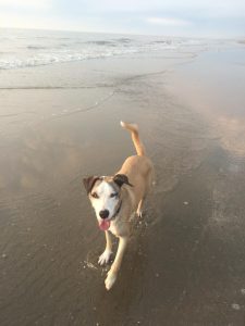 11866377_10153637666897268_1321831959413597667_n