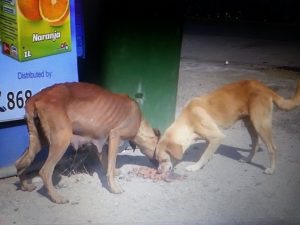 11885077_421551074703451_2065978876834879606_n