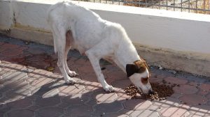 11889549_421551214703437_4263424456849036524_n