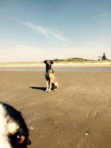 11891188_1492468551068877_4177123423156782389_n