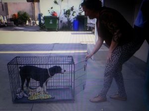 11891986_421551078036784_5876603715300155717_n