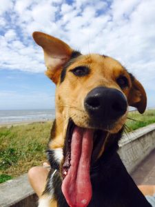 11900041_804322216350223_757811345389364805_n