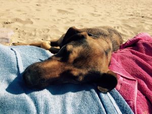 11902574_1492468614402204_4259929752109646745_n