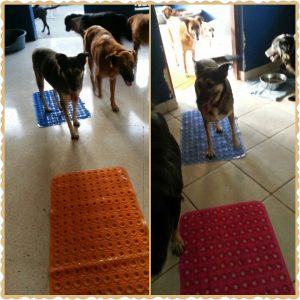 PhotoGrid_1439763218353