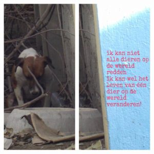 11206043_424954014363157_2338141104326171883_n