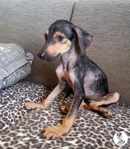 11796256_429178450607380_1932298023088203046_n