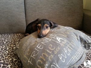 11863436_429178197274072_8505216765547598513_n