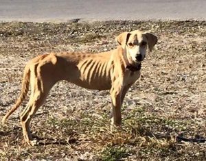 12006171_10153559610034534_2560825676116426519_n