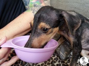 12019919_429176840607541_8743303303061812516_n