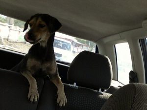 12021922_10153057588546466_355695656_n