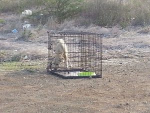 12033411_10206468049874919_2025860368_n