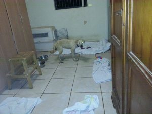 12033756_10206468047954871_722142462_n