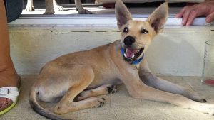 12039661_10207933722040141_7404144877159487542_n