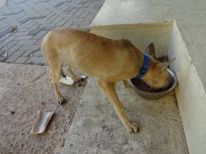 12046781_880684971985803_4035284826982851277_n