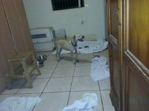 12047275_10206468047914870_1064472055_n