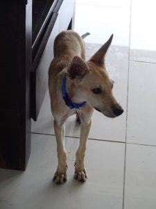 12049166_880684845319149_7819774882840378025_n