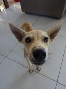 12049384_880684915319142_2485281694875440878_n