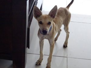 12063308_880684811985819_7965920709009487906_n