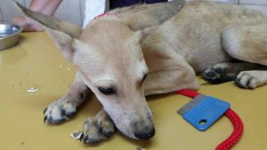 12077073_10206529771097911_1012320962_n