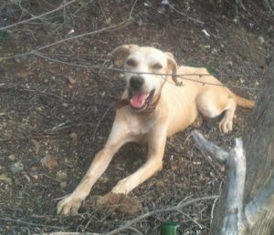 1510986_10153581654984534_4080870869148246010_n