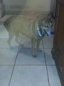 12043212_10206547220214128_459990556420685583_n