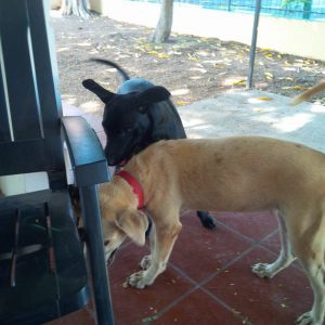 12047188_438690839656141_4523134011108112778_n