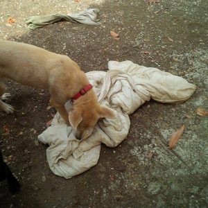 12063976_10206623647164754_1960860502_n